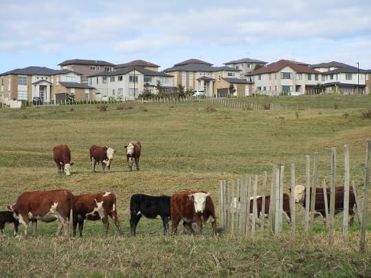 cows.jpg