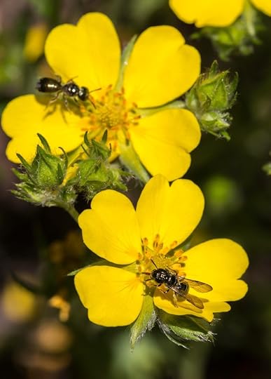 Potentilla gracilis with sweat-bees