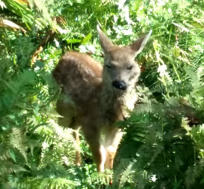 fawn