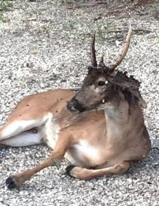 Infected deer