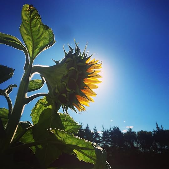 Right outside my door one morning. LOVE love love how the sun backlights this beautiful sunflower. I will never forget the way I felt that morning, so joyful and at peace. I danced to Dean Brody's Upside Down that day. Childish wonder and bliss - my wish for all of you is that you hold onto that throughout your lives, that free part of you that loves to just - let - go :)