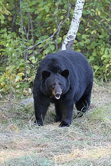 bear