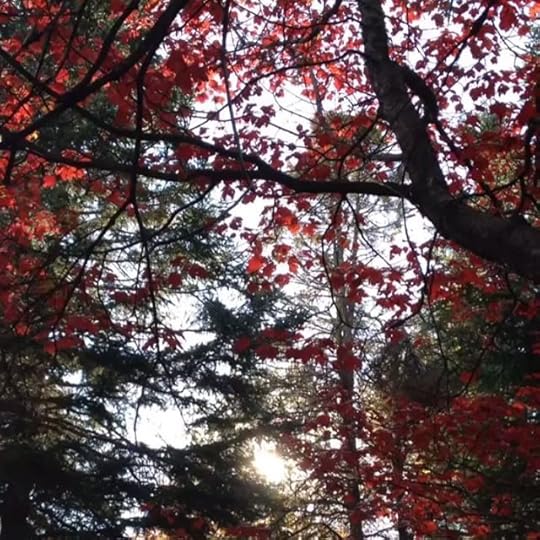 Fall sunlight #laurentides #fall