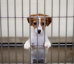 shelter-dogs