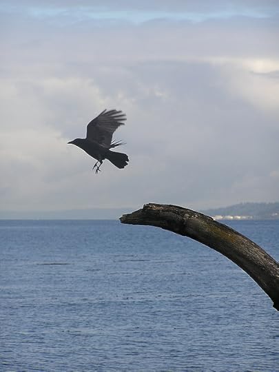 10-9-2016-crow-photo