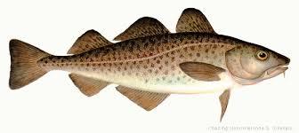Image result for cod