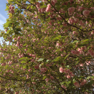 cherry_tree_04202016