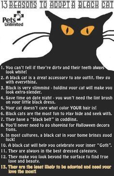 black-cat