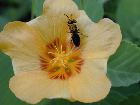 hawaiian-bees