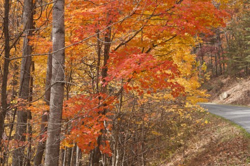 autumn-trees-in-mountain-drive