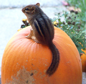 chipmunkonpumpkin