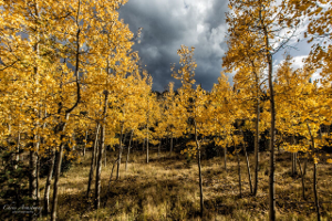 Chris Armstrong Photography