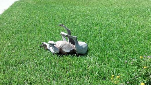 11960221_10207629834163288_1946089520221480525_n1