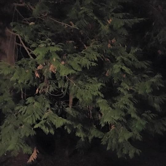 14563338_10210586191201800_7750809424184929468_n