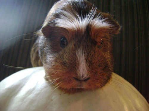 Peregrine says you should get some objects for people to steal with her on them from this store, which is only online and not a brick and mortar place, but deals in nostalgia nonetheless: Choose wisely. 