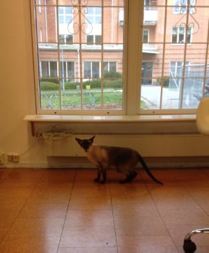 Stackars Simba. Snart ska vi hit igen ...