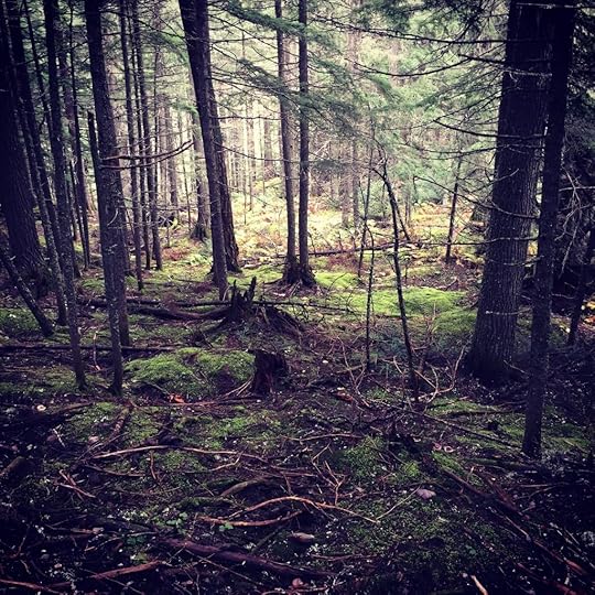 enchanted-forest