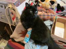 emilio-017-2013-10-06