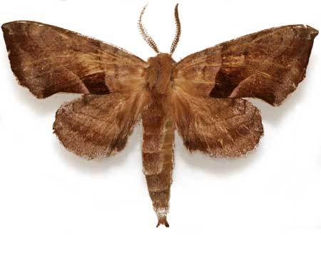 Caterpillar-Wh02