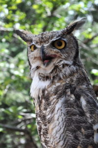 great-horned-owl