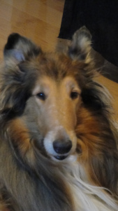 Peyton '2005 - October 6, 2016'
