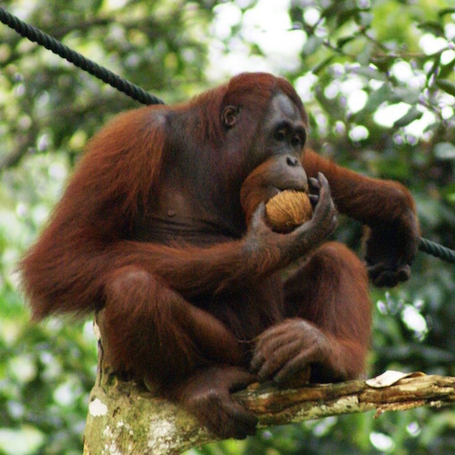Orang_Utan,_Semenggok_Forest_Reserve,_Sarawak,_Borneo,_Malaysia (1).jpg