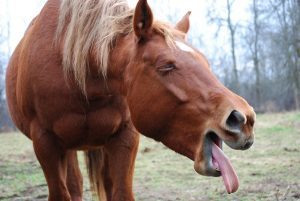 This horse doesn't like drama either.