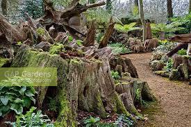 highgrove-garden-walk-through-the-stumpery