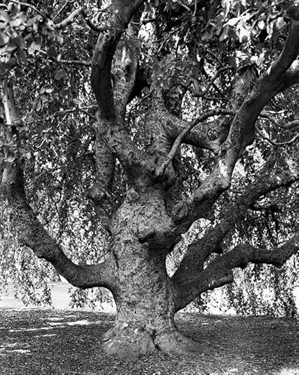 Mitch Epstein, Weeping Beech, Brooklyn Botanic Garden, 2011 © the artist and courtesy Sikkema Jenkins & Co., New York
