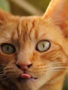 Photo by Maksima Mrvicova