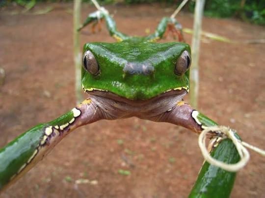 Extracting venom from Giant Monkey Frog