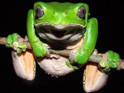Kambo frog