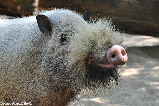 beardedpig"/