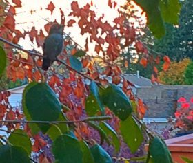 Scolding Hummingbird, October
