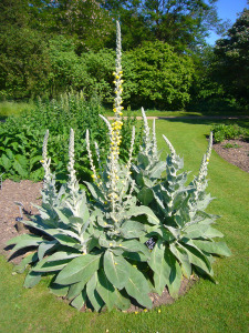 Verbascum_densiflorum_'dense-flowered_mullein'