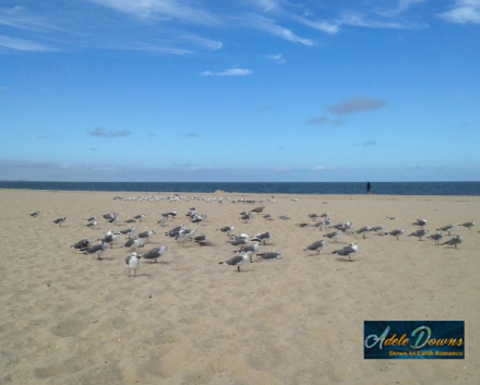 gullsonthebeach-copy
