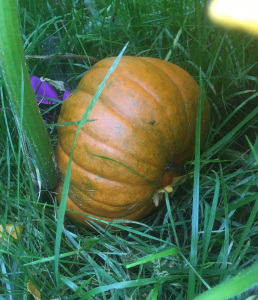octoberpumpkin