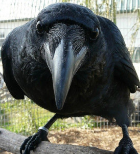 angry-crow-2