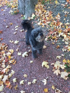 Lulu, one of the weekend guests and a great listener