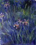 irises3-large