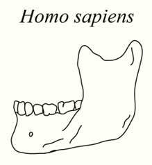 Human-Chin