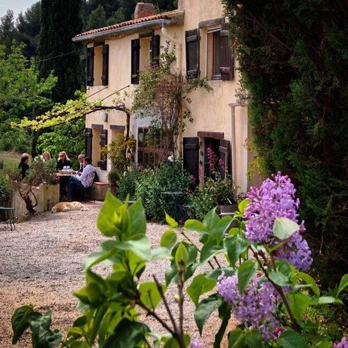Lilac-bush