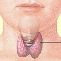 Thyroid Gland in Neck