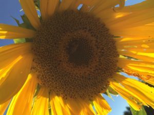 sunflower