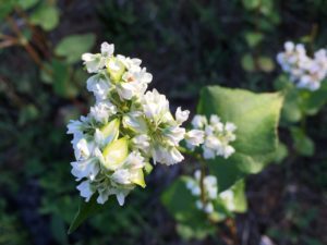 buckwheat
