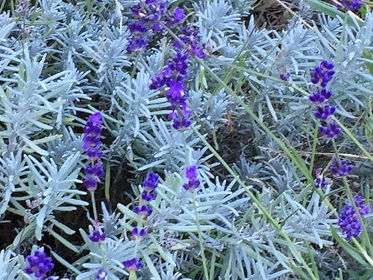 deep-purple