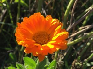 bright-orange