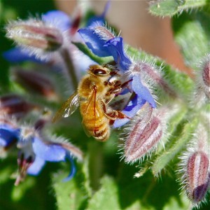 August Bee Workshop