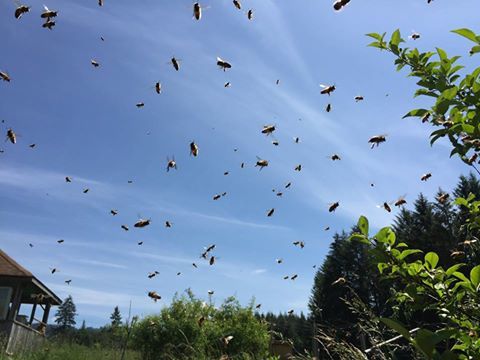 Bee Swarms
