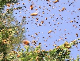 swarm on wednesday